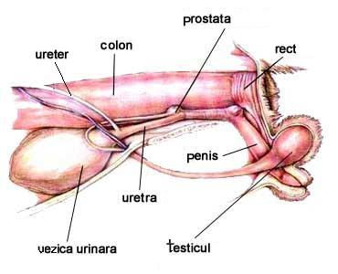 pisicile tratează prostatita